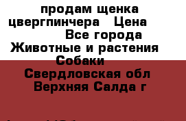 продам щенка цвергпинчера › Цена ­ 15 000 - Все города Животные и растения » Собаки   . Свердловская обл.,Верхняя Салда г.